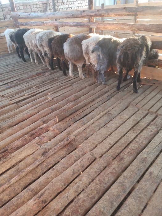 Тоқты қойлар сатылады 60000 т