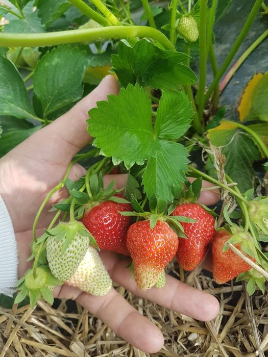 Stoloni capsuni remontanti Albion,unifere,zmeura