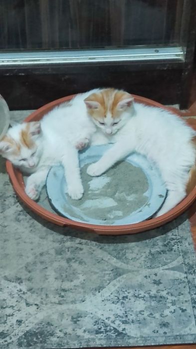 Отдадим в хорошие руки котят