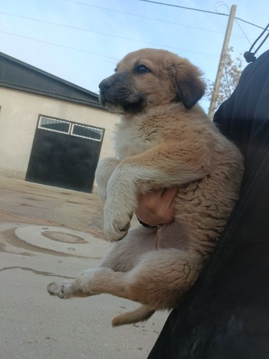 Отдам щенят тобеты