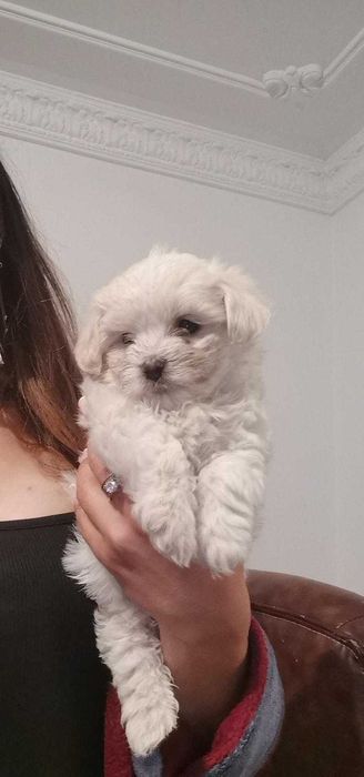 Pui Bichon Maltez