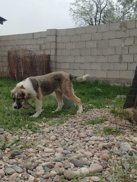 6 айдан асқан линиясы бар еркек күшік