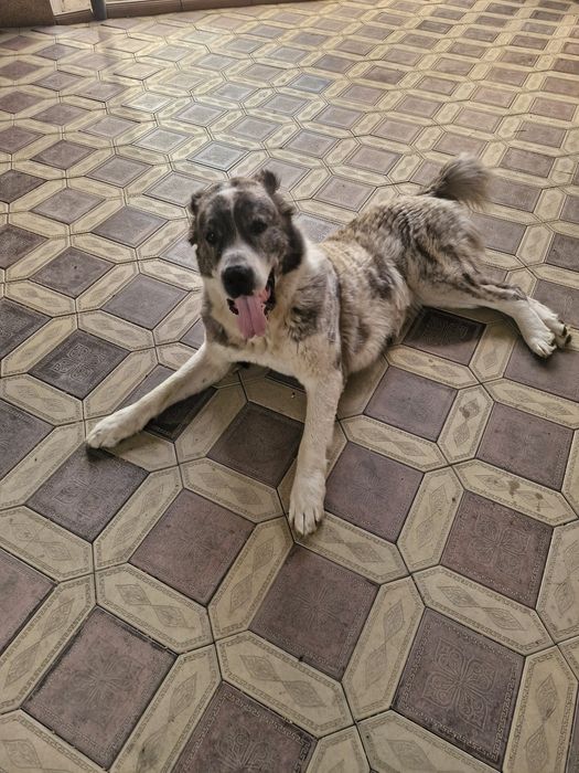 Собака алабай сучка