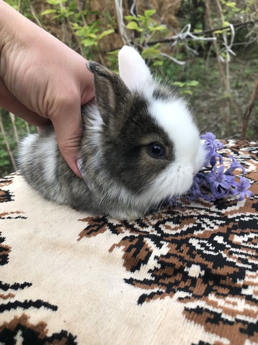 Кролики декоративные карликовые