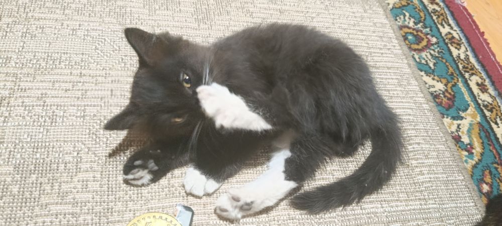 Бесплатно котенок в добрые руки