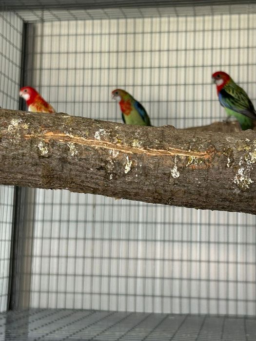 Papagali rosella