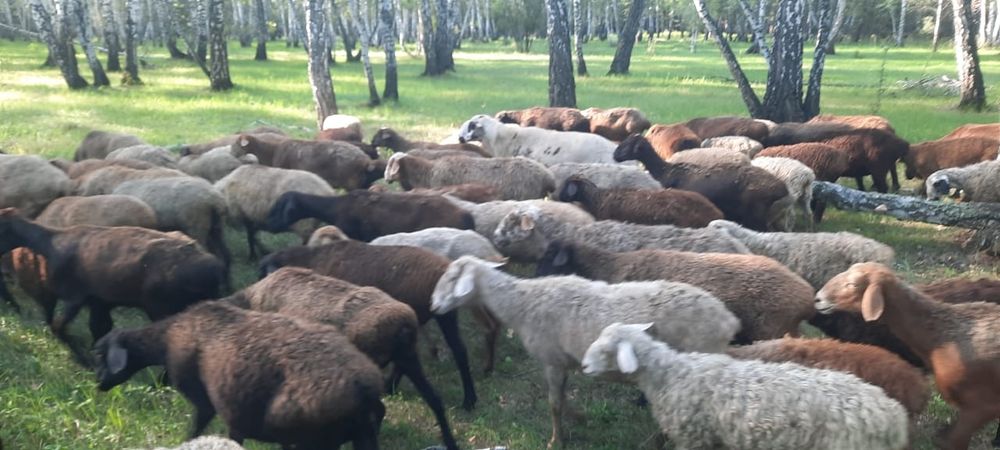 Продам баранов. Кой сатамын