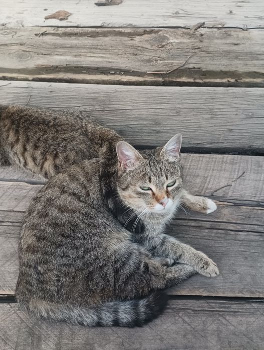 Кошка кот 1 год.