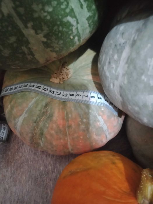 Продам дачные тыквы, кабачки