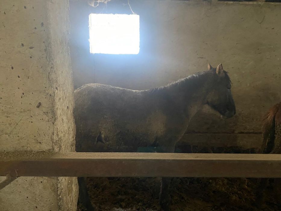 Продаются лошади возросте 1 года