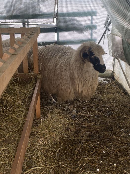 Vand o mioara gestanta si mare oie dei mama buna