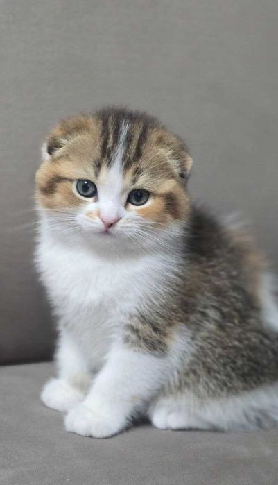 Продаются Шикарные котята!