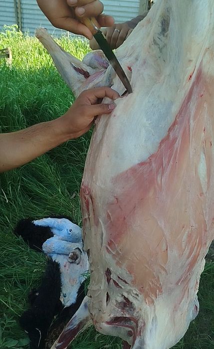 Qurbon hayitga qoʻy va qoramol soʻyib beramiz