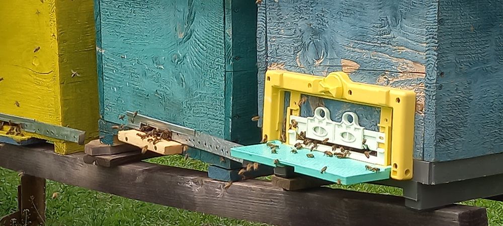 Famili de albine, stupi