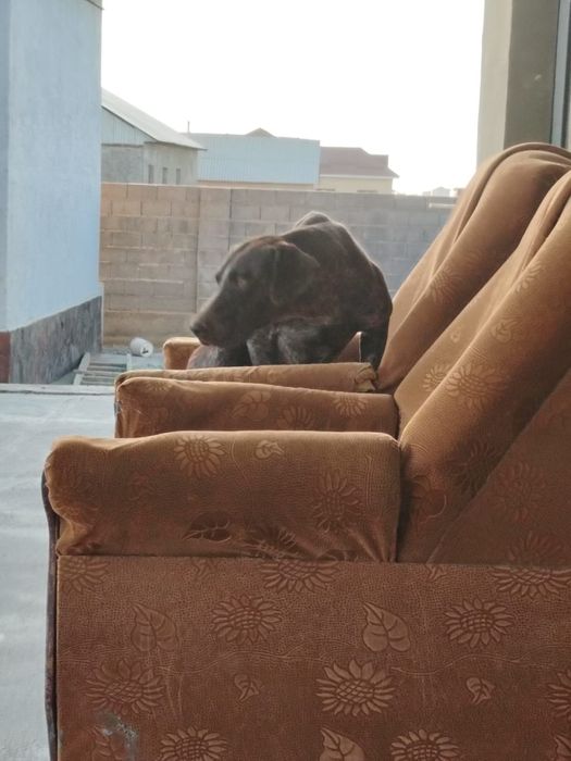 Охотничый щенок Кусхар 8 мес