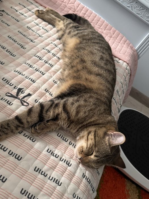 Шотлантский прямоухий