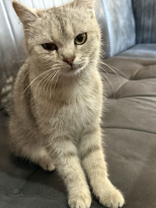 Шотландский кошка