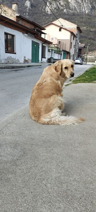Голдън ретривър/Golden retriever