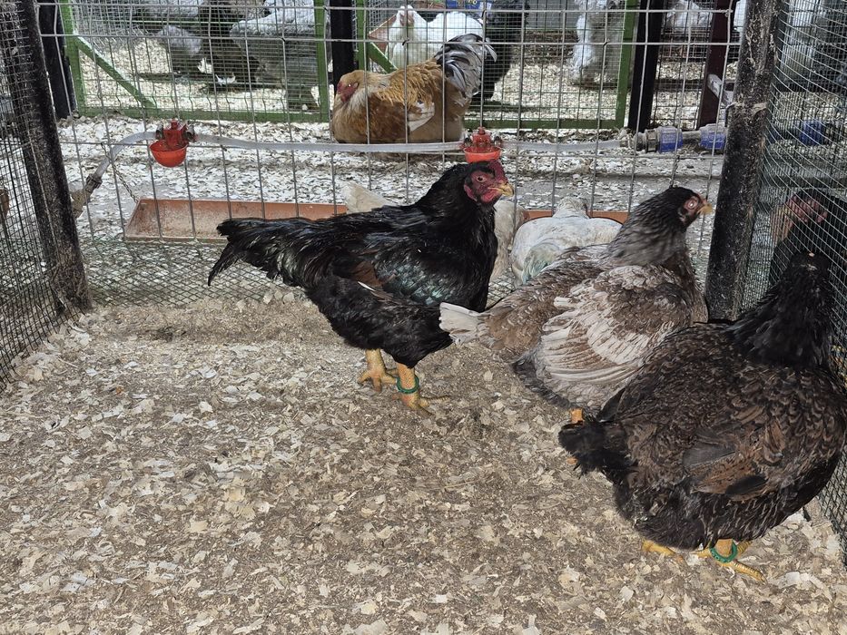 Oua pentru incubat Brahma Cochinchina Combatant indian