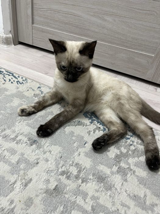 Котенок 5 месяцев