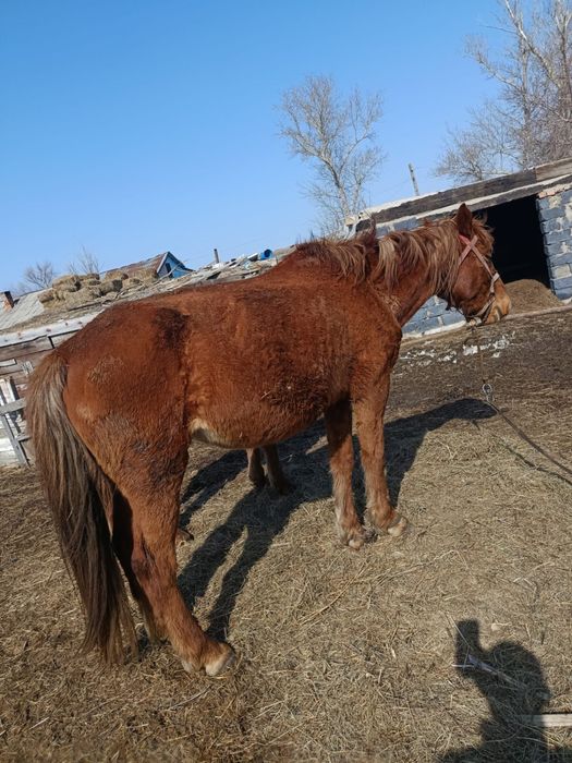 Бие сатылады срочно 650 000 мың