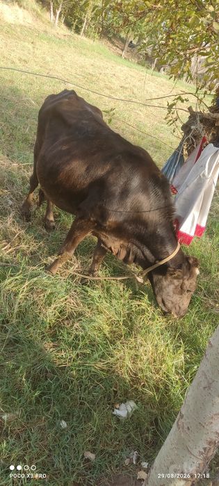 Mol sotildi 4 tuqqan 5 qorin bugʻoz sigir Denov xazarbog