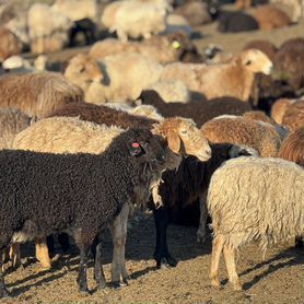 Продам баранов 160 голов