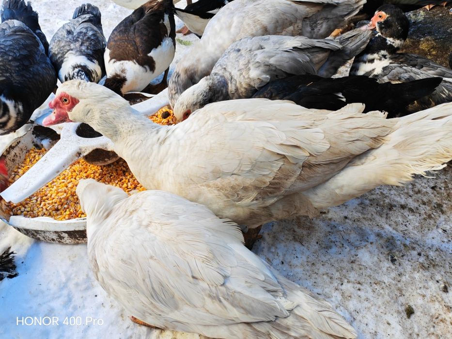 Disponibile oua de rata muta