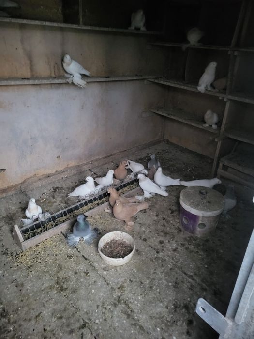 Продаются голуби