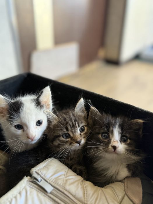 Отлам котят в хорошие руки!