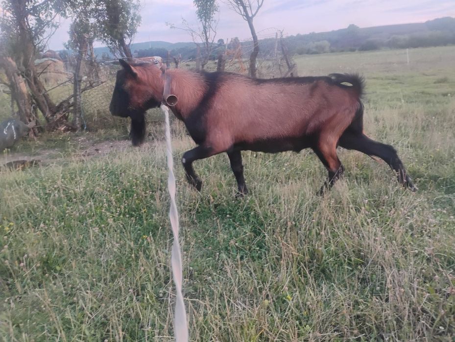 Țap de 3 ani de vânătoare