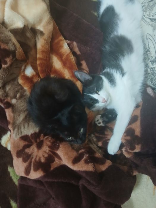 Отдам двух котят