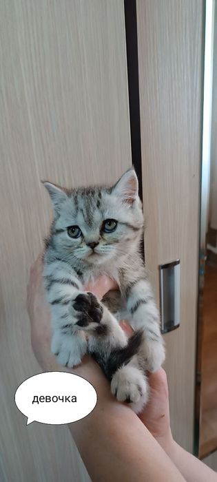 Продаются котята