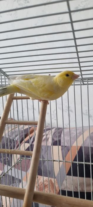 Канарейка молодой и поющий