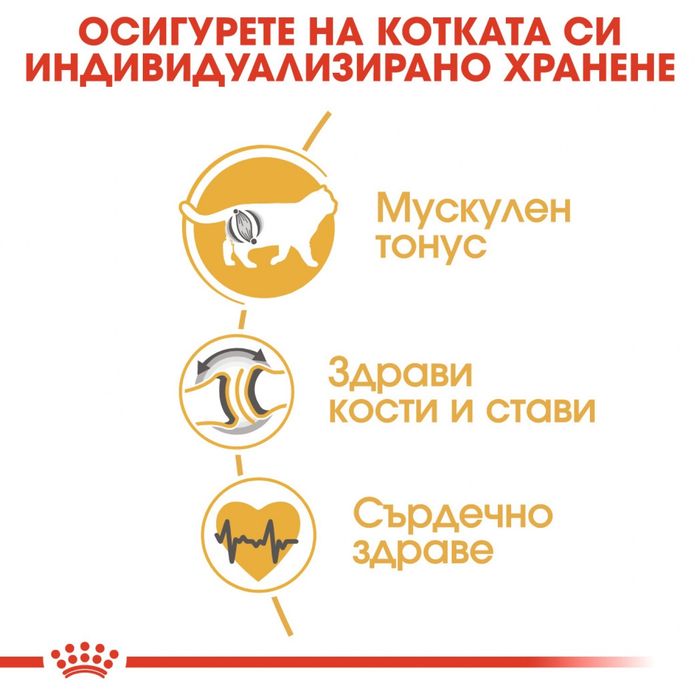 Royal canin British shorthair
