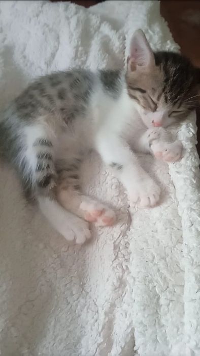 Бельгийские котики