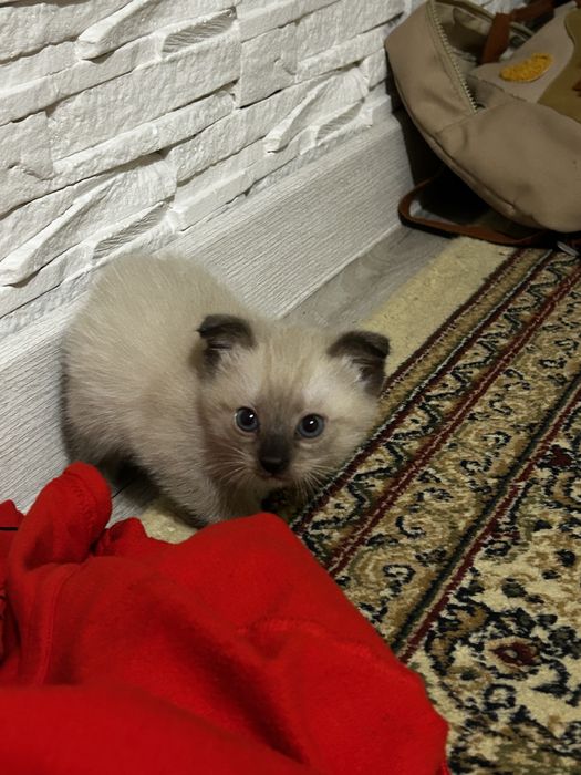 Отдам котят в хорошие руки
