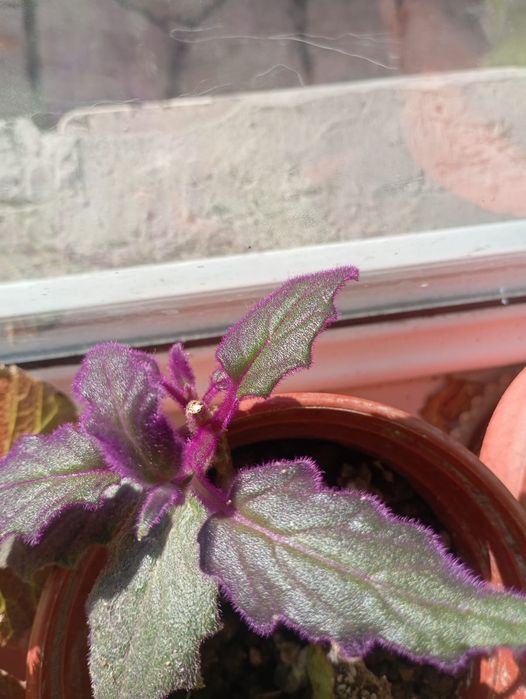 Продаю комнатные цветы