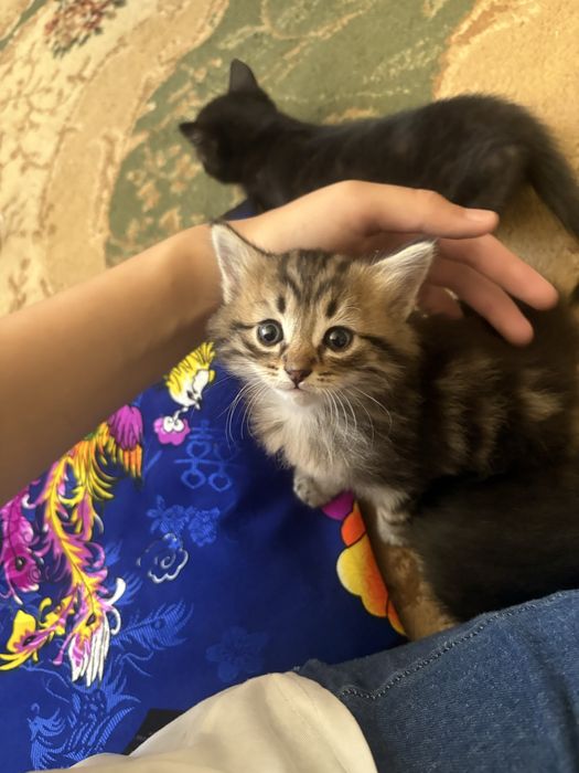 Котенкиии пятерооо