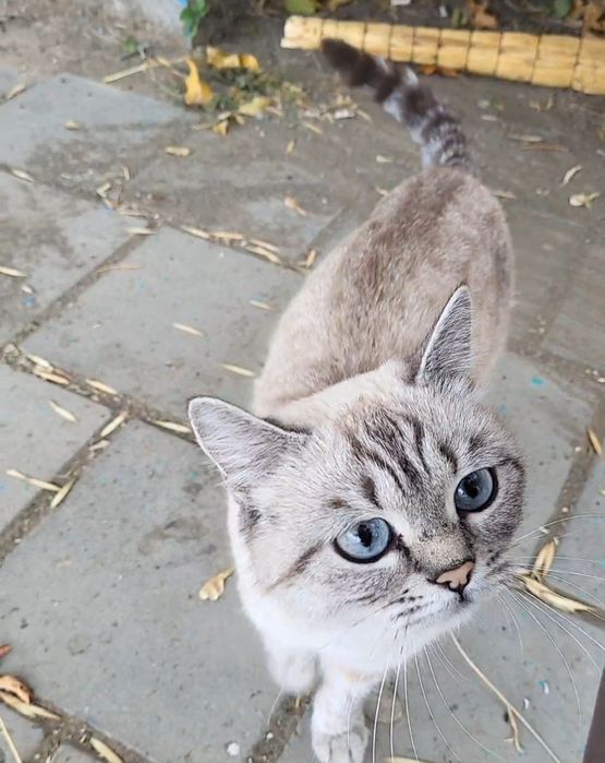 Найдена кошка в Нурсая