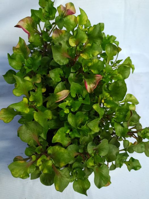 Продам комнатные цветы