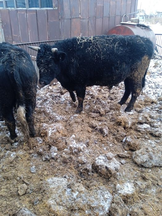 Продам быков две головы