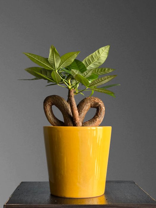 Пахира Бонсай Цветы Орхидея Орхидеи