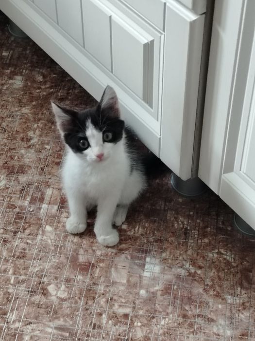 Отдам котенка в хорошие руки