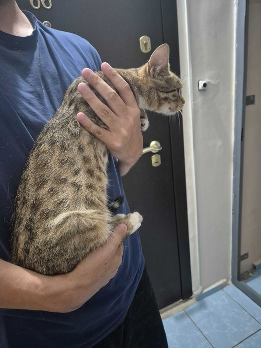 Котенок подросток в добрые руки