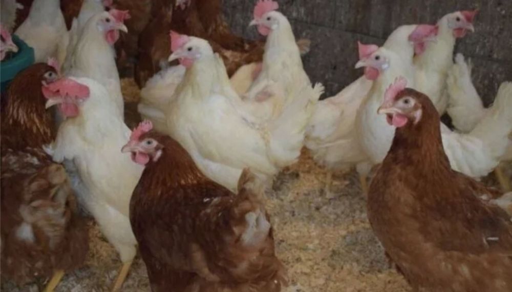 Продам курей несушек