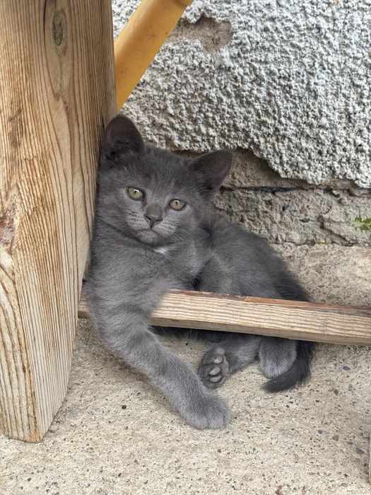 Отдам котят в добрые руки