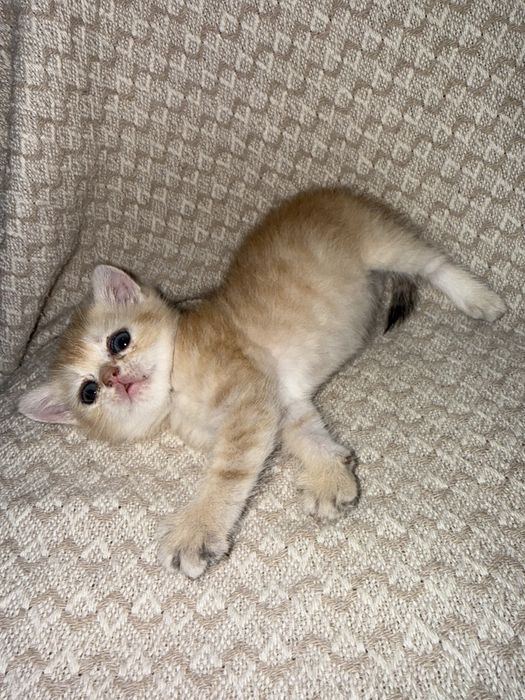Котята Шиншиллы британци
