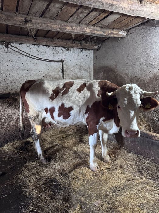 Vaca cu vitel de vanzare