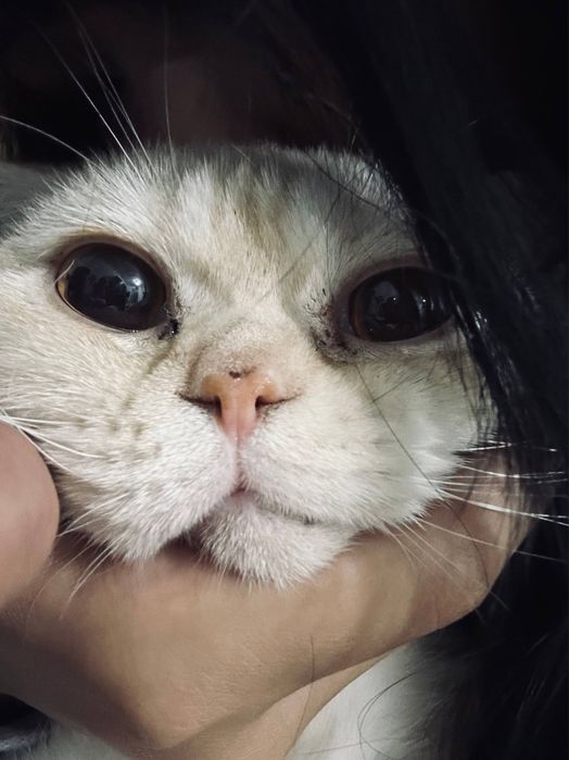 Шотландский вислоухий кот для вязки